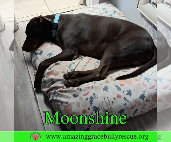 Medium Photo #10 Doberman Pinscher-Unknown Mix Puppy For Sale in Pensacola, FL, USA