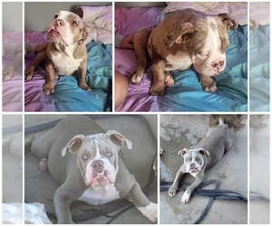 Olde English Bulldogge Puppy for sale in PHOENIX, AZ, USA