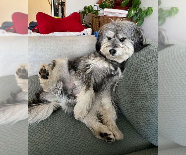 Medium Photo #2 Mutt Puppy For Sale in Winter Park, CO, USA