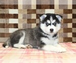 Small #1 Pomsky