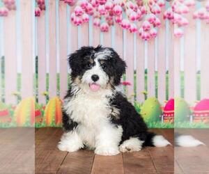 Miniature Bernedoodle Puppy for sale in GREENWD, IN, USA