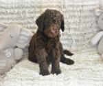 Small #2 Labradoodle mix (+ Poodle Standard)