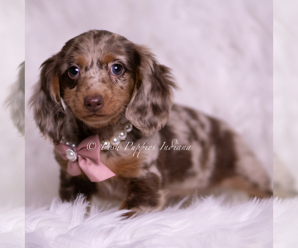 Medium Photo #6 Dachshund Puppy For Sale in WARSAW, IN, USA