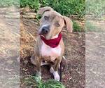 Small #11 American Staffordshire Terrier