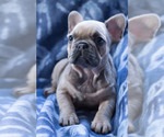 Small Photo #7 French Bulldog Puppy For Sale in BAY VIEW, WI, USA