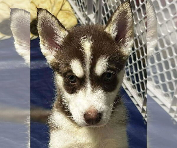 Medium Photo #1 Siberian Husky Puppy For Sale in Matawan, NJ, USA