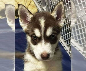 Siberian Husky Dogs for adoption in Matawan, NJ, USA