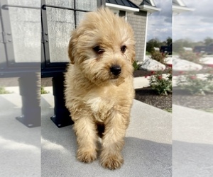 Bernedoodle-Poodle (Toy) Mix Puppy for Sale in GRABILL, Indiana USA