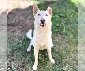 Siberian Husky Dogs for adoption in Modesto, CA, USA