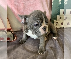 French Bulldog Puppy for sale in JOHNS ISLAND, SC, USA