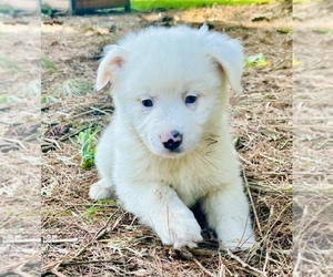 Medium Miniature Australian Shepherd