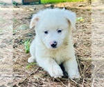Puppy River Miniature Australian Shepherd