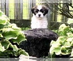 Small Photo #8 Zuchon Puppy For Sale in ORLAND PARK, IL, USA