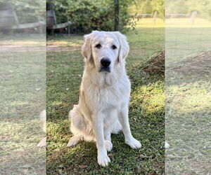 Medium Great Pyrenees