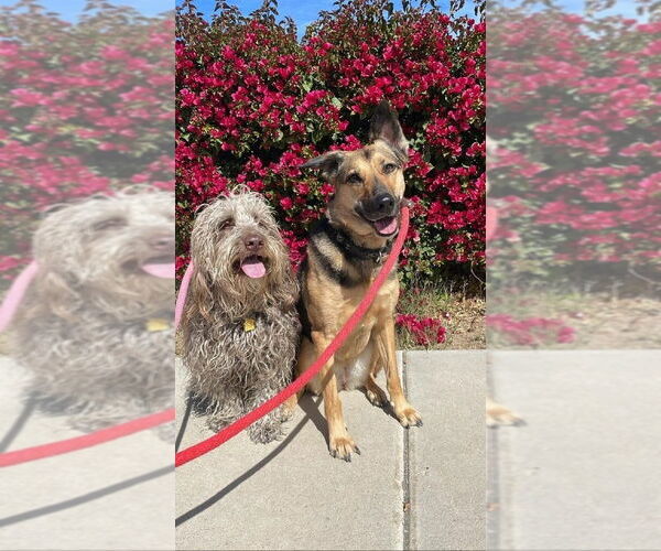 Medium Photo #2 Labrador Retriever-Unknown Mix Puppy For Sale in Dana Point, CA, USA