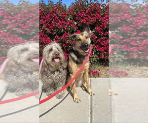 Sadie - Female Labrador Retriever-Unknown Mix Dog for Adoption - Photo #2