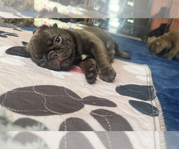 Medium Photo #46 Pug Puppy For Sale in BLOOMINGTON, IL, USA