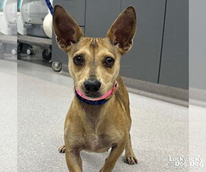 Chihuahua-Unknown Mix Dogs for adoption in Washington, DC, USA