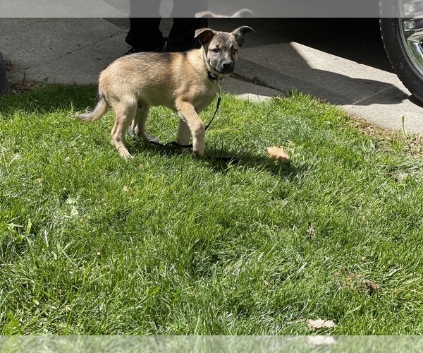 Medium Photo #3 Australian Shepherd-German Shepherd Dog Mix Puppy For Sale in DETROIT, MI, USA