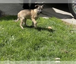 Small Photo #3 Australian Shepherd-German Shepherd Dog Mix Puppy For Sale in DETROIT, MI, USA