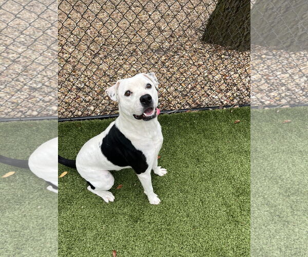 Medium Photo #1 Labrador Retriever-Unknown Mix Puppy For Sale in Hilton Head, SC, USA