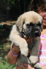 Mastiff Puppy for sale in ROY, UT, USA