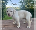 Small #3 Labrador Retriever
