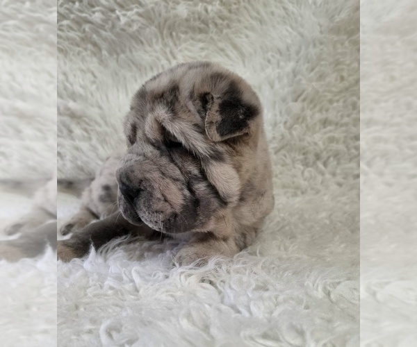 Medium Photo #2 Chinese Shar-Pei Puppy For Sale in HARTVILLE, MO, USA