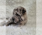 Mercedes - Female Chinese Shar-Pei Puppy for Sale - Photo #2