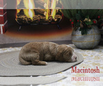 Small Photo #5 Cavapoo Puppy For Sale in CHANUTE, KS, USA