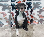 Small #1 Boxador