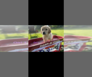 Golden Retriever Dog for Adoption in CHESTERFIELD, Michigan USA