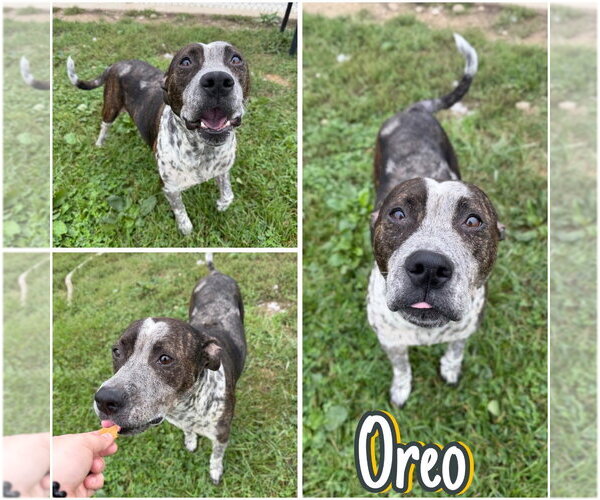 Medium Photo #1 American Staffordshire Terrier Puppy For Sale in Pierceton , IN, USA