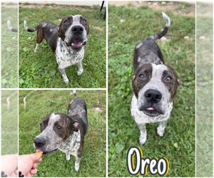 American Staffordshire Terrier Dogs for adoption in Pierceton , IN, USA