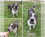 Oreo - Female American Staffordshire Terrier Dog for Adoption - Small photo