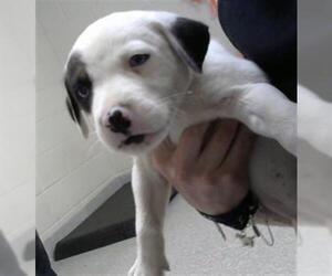 Siberian Husky-Unknown Mix Dogs for adoption in Pasadena, TX, USA
