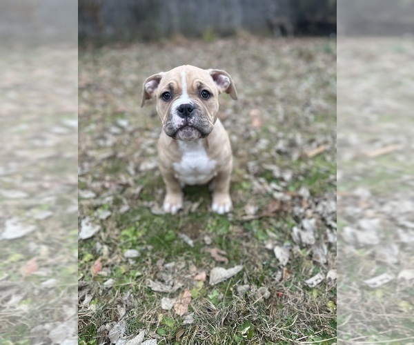 Medium Photo #7 American Bully Puppy For Sale in LANCASTER, PA, USA