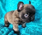 Small #6 French Bulldog