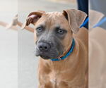 Small #3 American Pit Bull Terrier