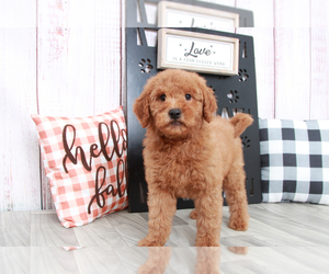 Goldendoodle (Miniature) Puppy for sale in MARIETTA, GA, USA