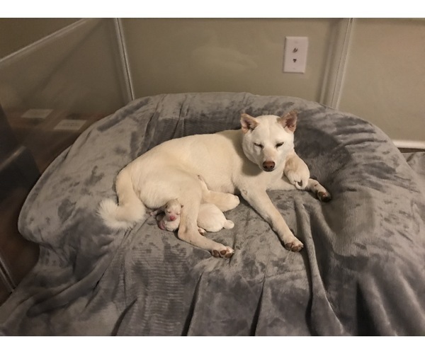 Medium Photo #1 Shiba Inu Puppy For Sale in VIRGINIA BCH, VA, USA
