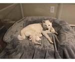 Small Photo #1 Shiba Inu Puppy For Sale in VIRGINIA BCH, VA, USA