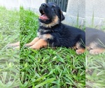 Small Photo #6 German Shepherd Dog Puppy For Sale in ANDERSON, SC, USA