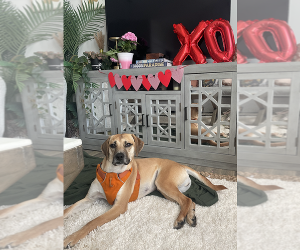 Medium Photo #15 Mutt Puppy For Sale in Candler, NC, USA