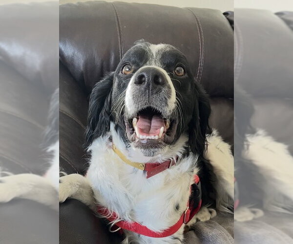 Medium Photo #5 Brittany Puppy For Sale in Curwensville, PA, USA