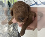 Small Photo #6 Cockapoo Puppy For Sale in SEBASTIAN, FL, USA