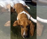 Small #4 Basset Hound