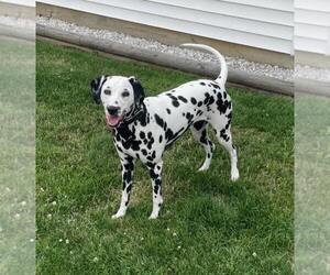 Mother of the Dalmatian puppies born on 05/21/2025