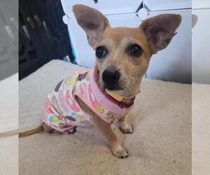 Chihuahua-Unknown Mix Dogs for adoption in Brooklyn Center, MN, USA