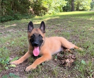 Medium Belgian Malinois